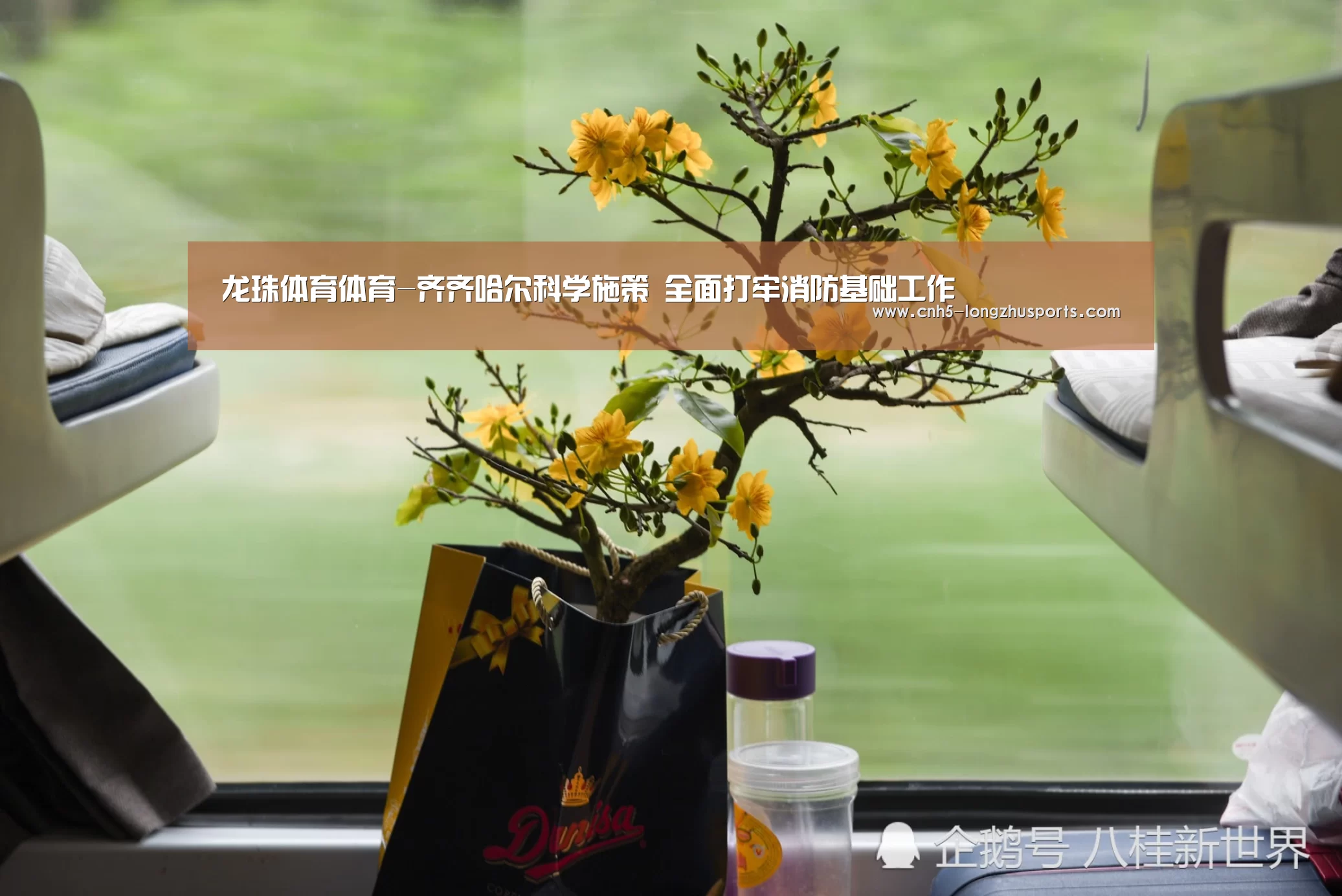龙珠体育