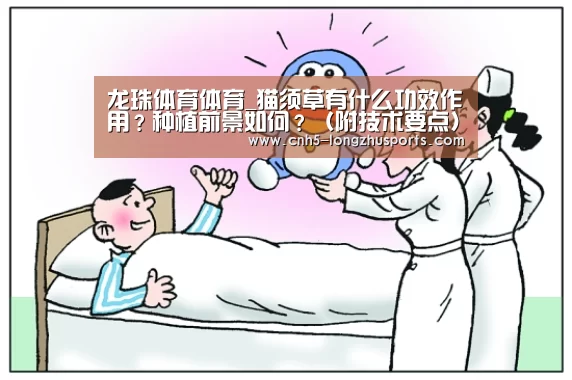 龙珠体育体育_猫须草有什么功效作用?种植前景如何?(附技术要点)(图2) 龙珠体育体育